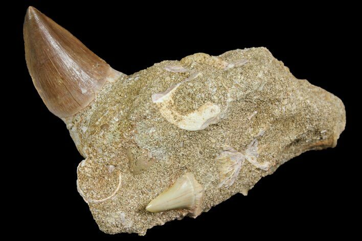 Mosasaur Tooth & Fossil Shark Tooth - Morocco #163910